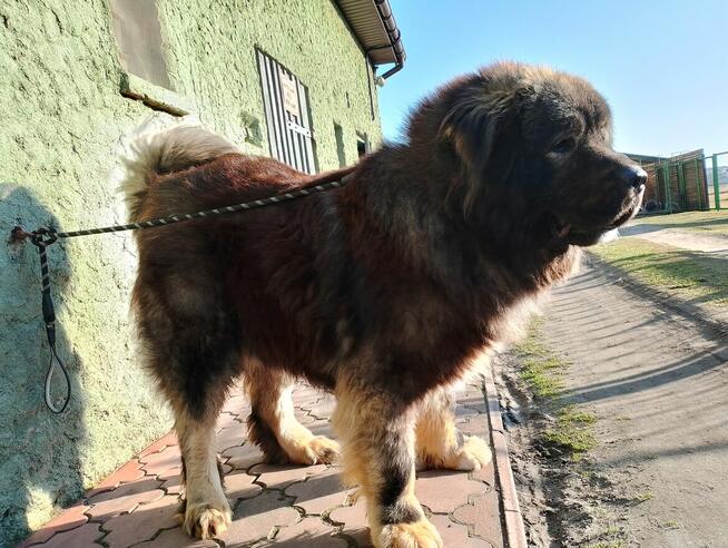 Owczarek Kaukaski Reproduktor