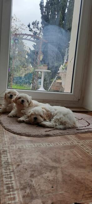 Shih tzu puchate cuda