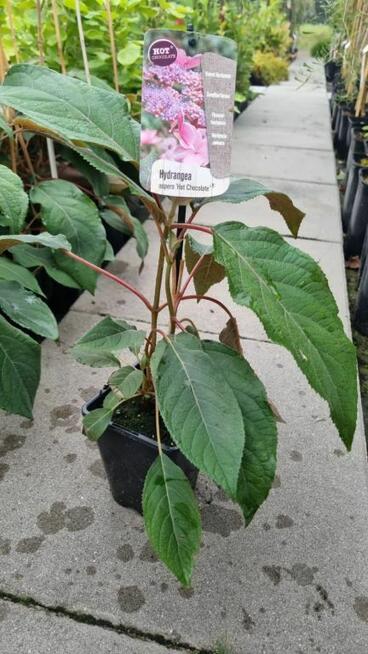 Hortensja kosmata HOT CHOCOLATE – ozdobny krzew do półcienia