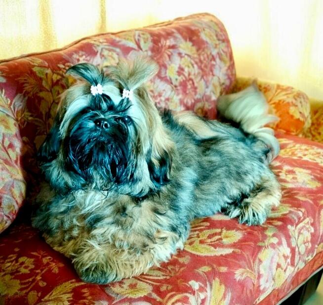 Shih tzu FCI piesek