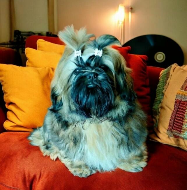 Shih tzu FCI piesek