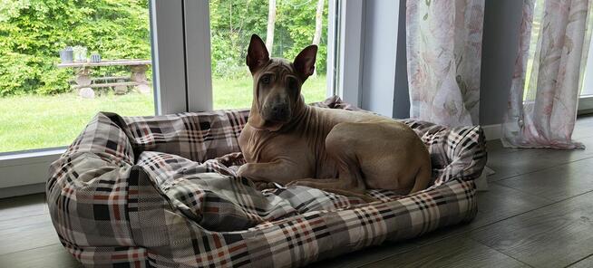 Thai Ridgeback Dog - dog thajski