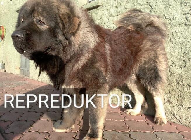 Owczarek Kaukaski Reproduktor
