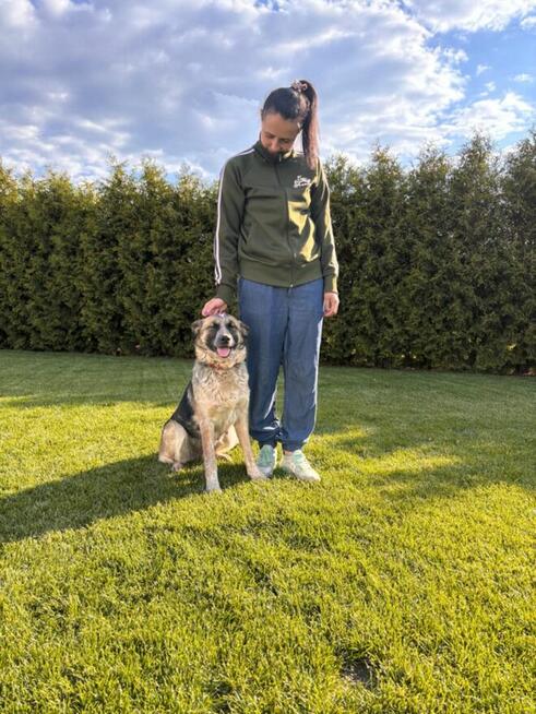 Lusia- średniej wielkości suczka do pilnej adopcji