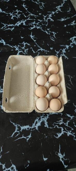Jajka Wiejskie z Własnego Gospodarstwa Domowego