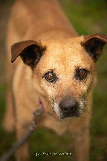 Diego szuka kochającego domu