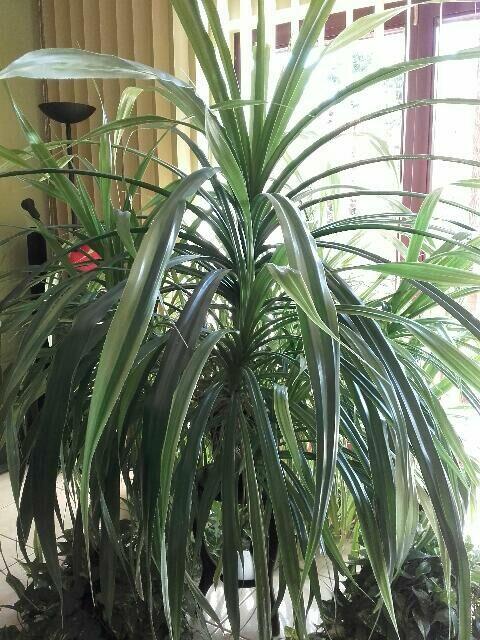 Sprzedam duży kwiat doniczkowy pandan 280zł.Okazja!!