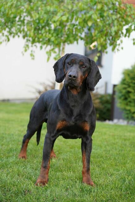 Gończy Polski reproduktor ZKwP polujący - zaprasza suczki