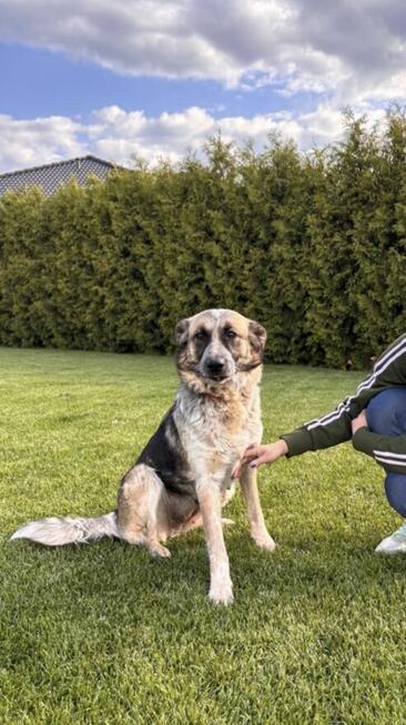 Lusia- średniej wielkości suczka do pilnej adopcji