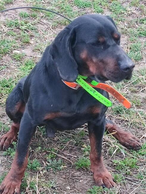 Gończy Polski reproduktor ZKwP polujący - zaprasza suczki