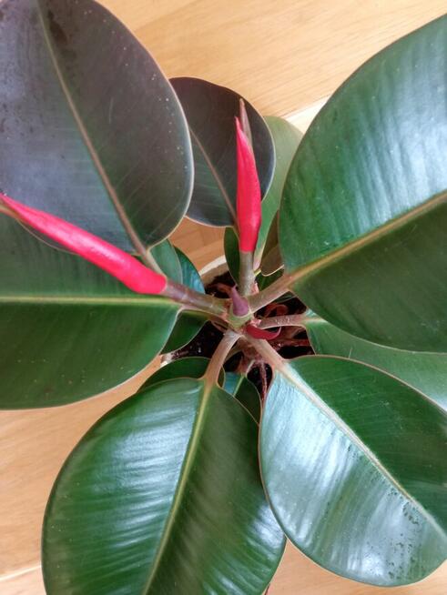 Aloesy kolekcjonerskie i ...