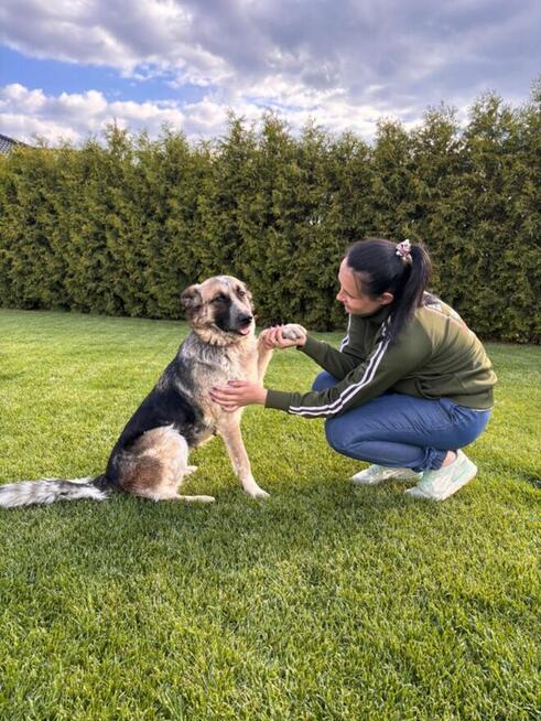 Lusia- średniej wielkości suczka do pilnej adopcji