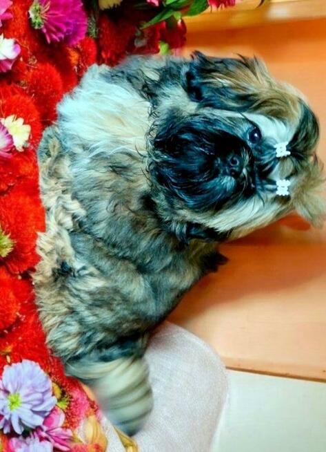 Shih tzu FCI piesek