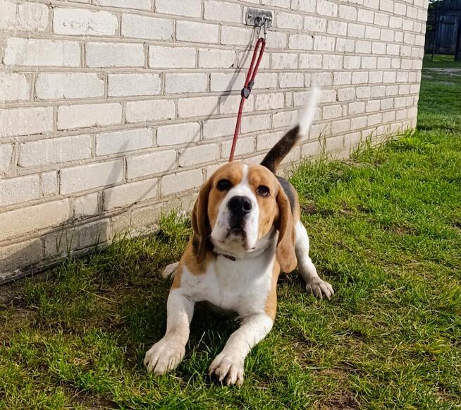 Reproduktor Beagle z rodowodem