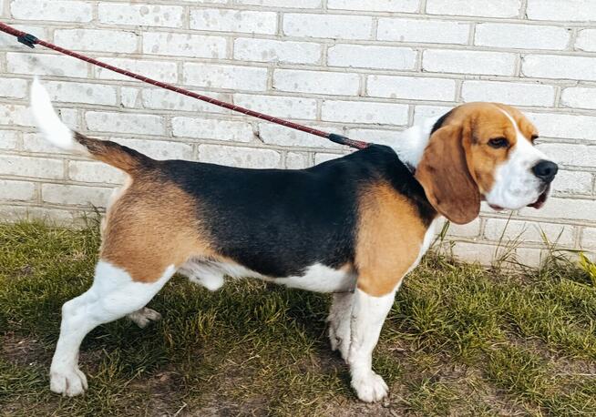 Reproduktor Beagle z rodowodem