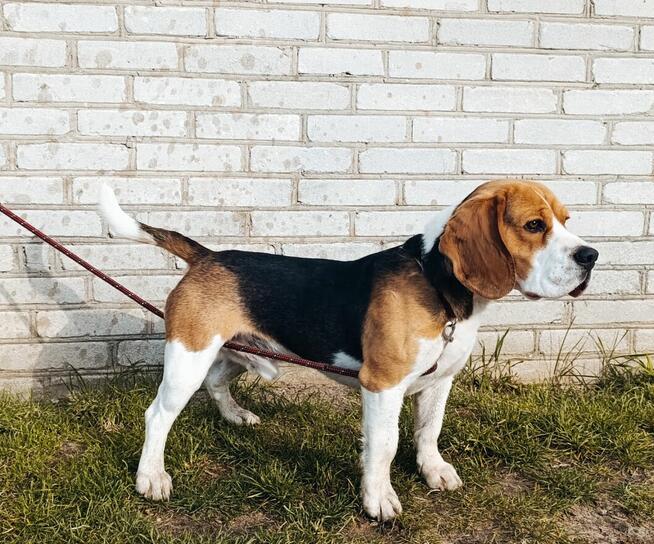 Reproduktor Beagle z rodowodem