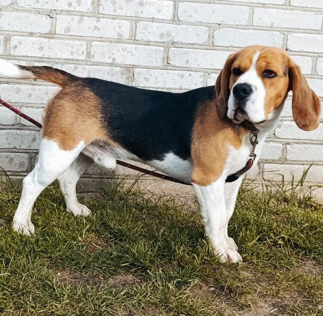 Reproduktor Beagle z rodowodem