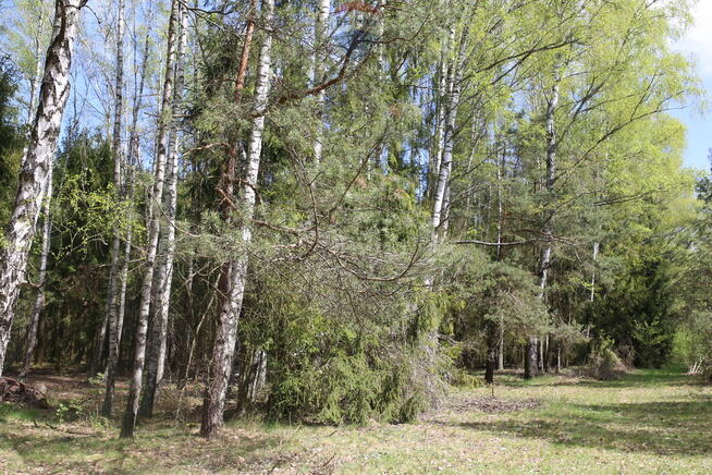 Działka z prywatnym jeziorem i WZ. Mazury 5,3 ha.