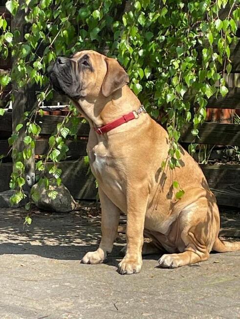 Bullmastiff