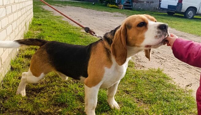 Reproduktor Beagle z rodowodem