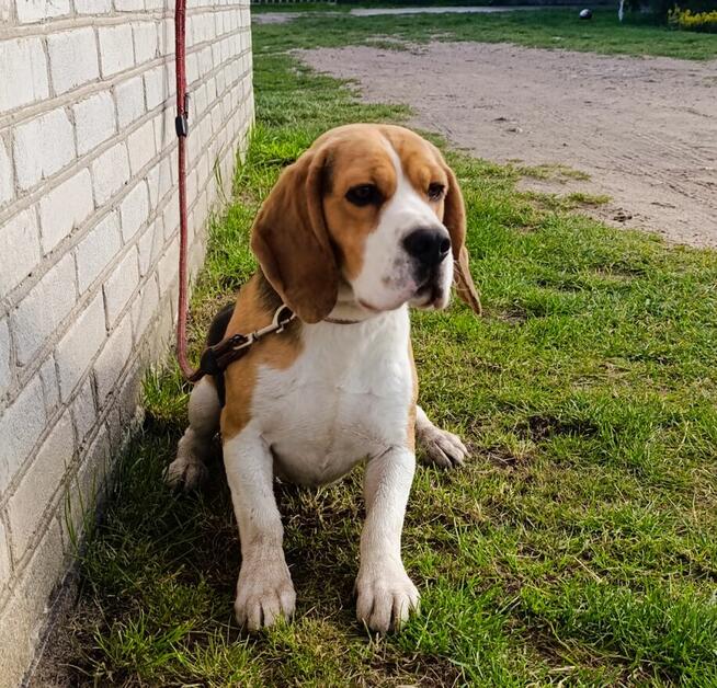 Reproduktor Beagle z rodowodem