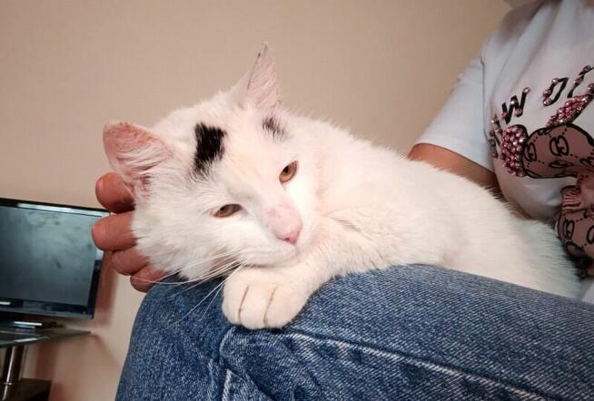 LEONEK – biały bardzo przymilny, nakolankowy kotek szuka dom