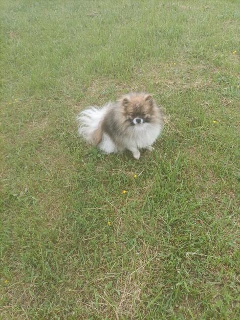 Reproduktor Szpic Miniaturowy