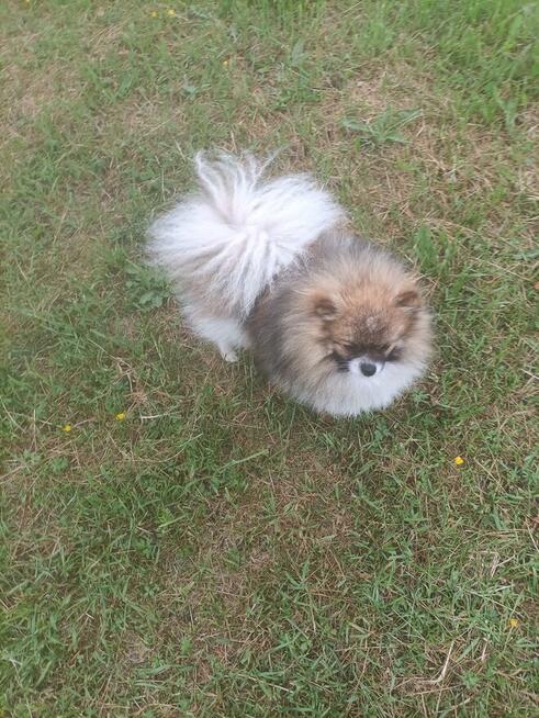 Reproduktor Szpic Miniaturowy