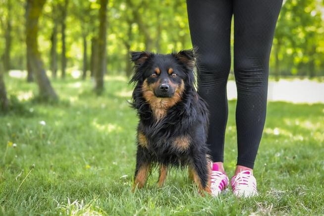 Korek-psiak po przejsciach czeka na cierpliwy dom-adopcja