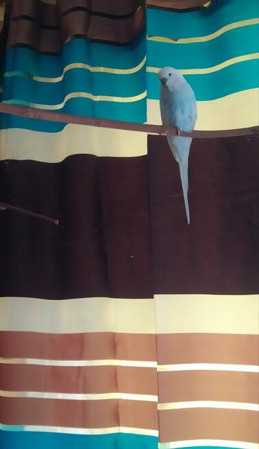 Zaginęła papuga w Tarnobrzegu