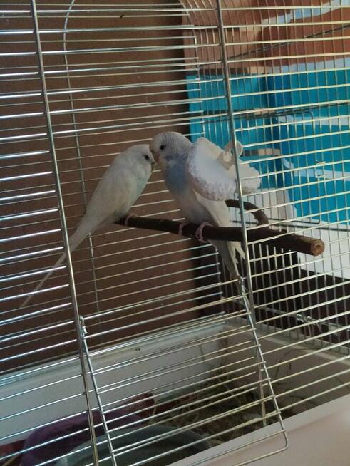 Zaginęła papuga w Tarnobrzegu