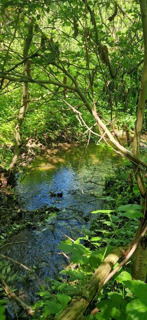 Działka rolna Bojanice gm. Świdnica