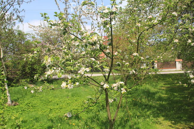 Dom z lat 70 na działce rolnej