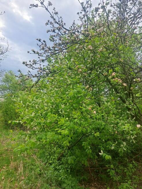 Działka budowlana w pięknym krajobrazie przyrody