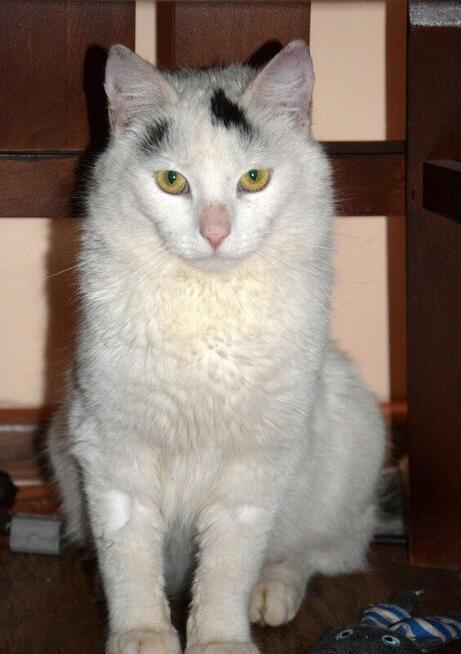 LEONEK – biały bardzo przymilny, nakolankowy kotek szuka dom