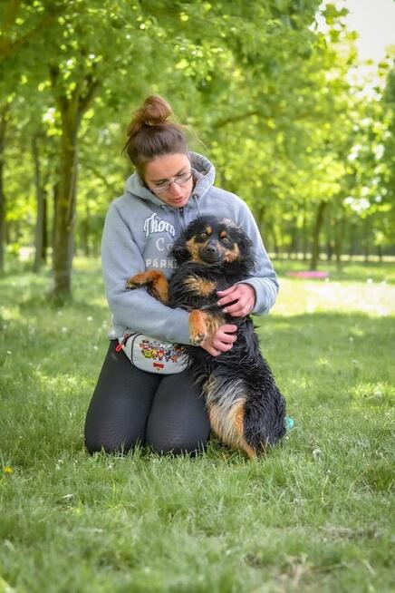 Korek-psiak po przejsciach czeka na cierpliwy dom-adopcja