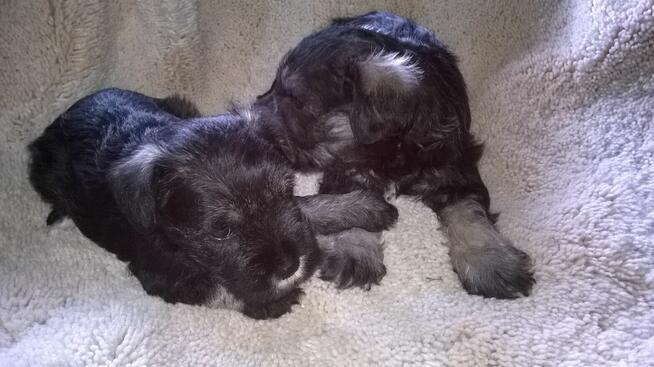 sznaucer miniaturowy, sznaucer miniatura, szczenięta