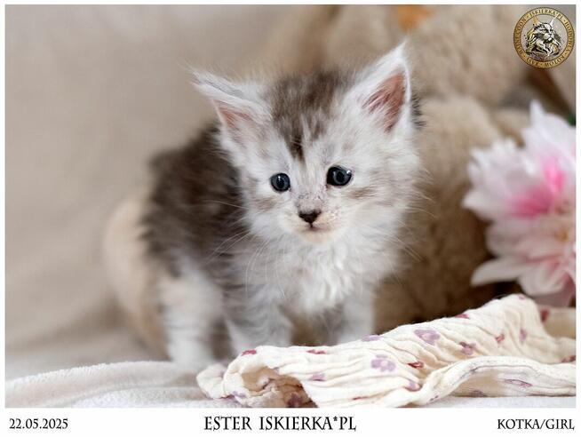 Srebrzysta kotka maine coon