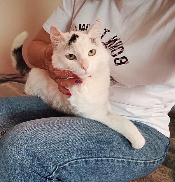 LEONEK – biały bardzo przymilny, nakolankowy kotek szuka dom