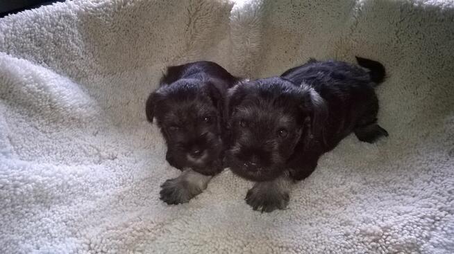 sznaucer miniaturowy, sznaucer miniatura, szczenięta