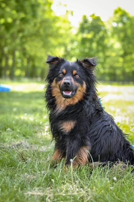Korek-psiak po przejsciach czeka na cierpliwy dom-adopcja