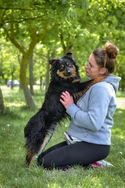 Korek-psiak po przejsciach czeka na cierpliwy dom-adopcja