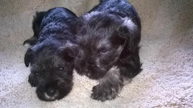 sznaucer miniaturowy, sznaucer miniatura, szczenięta