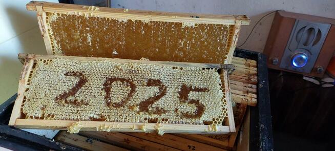 Sprzedam miód wierzbowo-klonowy