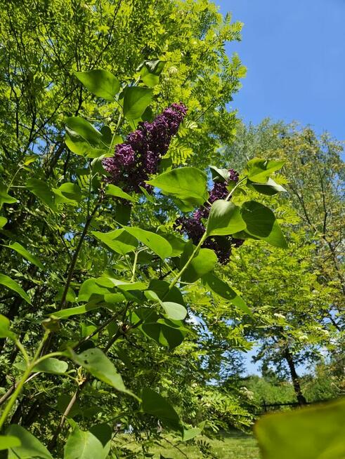 Urokliwa działka 23 ary z domkiem z bali –rezerwat Zimny Dół