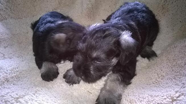 sznaucer miniaturowy, sznaucer miniatura, szczenięta