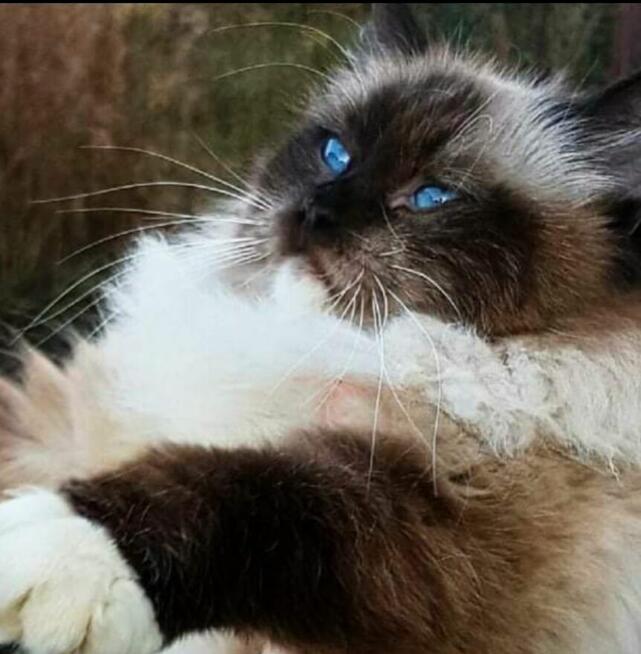 Kocięta Ragdoll z rodowodem i wyprawką