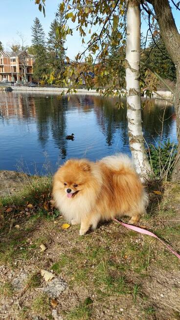 Pomeranian reproduktor FCI ZKwP krycie szpic miniaturowy