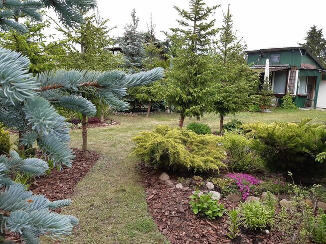 Sprzedam działkę ROD „Nad Łydynią” - Ciechanów