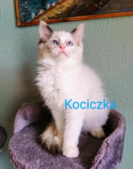 Kocięta Ragdoll z rodowodem i wyprawką